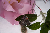 replica